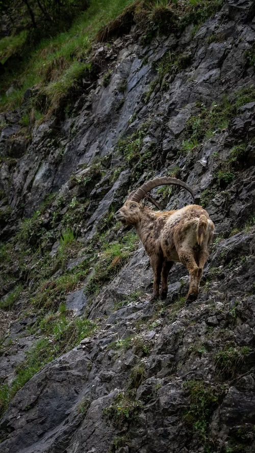 image of Markhor in the mountains of Gilgit Baltistan, Pakistan