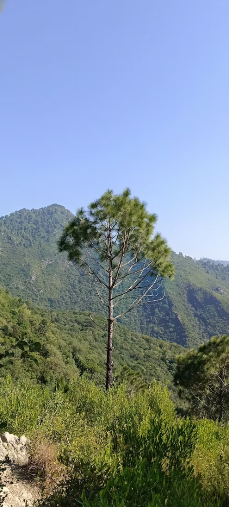 Hills and trees - A visit to Margalla Hills Islamabad Pakistan