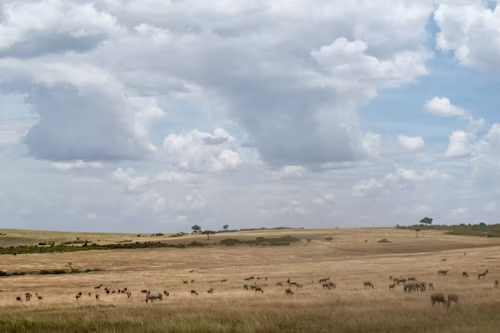 Maasai Mara - Kenya National reserve- Ecotourism