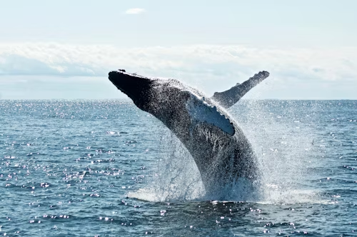 Whale watching - Wildlife Tourism